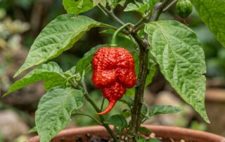 Carolina Reaper chili pepper on the plant