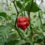 Trinidad Moruga Scorpion chili pepper on the plant