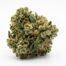 Funk Bomb cannabis strain flower