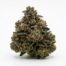 Garlic Jelly Sensei cannabis strain flower