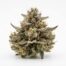 Hot Wing cannabis strain flower