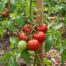 Marglobe tomato on the plant