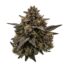 Okashi cannabis strain flower