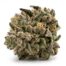 Swoon cannabis strain flower