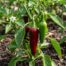 Szeged Paprika Pepper chili pepper on the plant